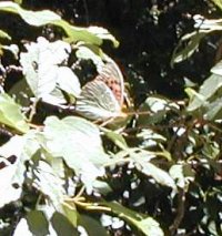 Cardinal butterfly on leaf